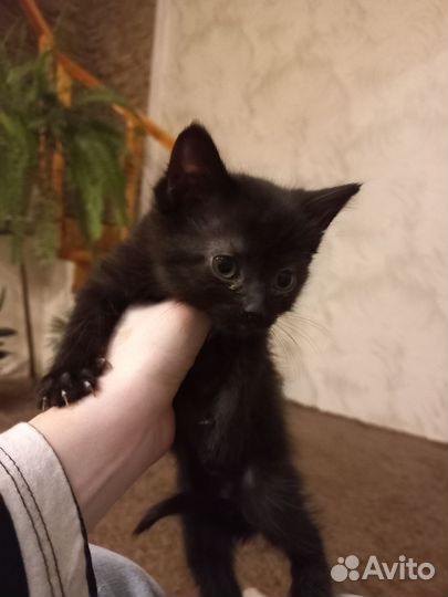 Котята в дар