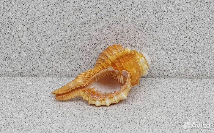Циматиум Пурам 9,3 морская ракушка раковина