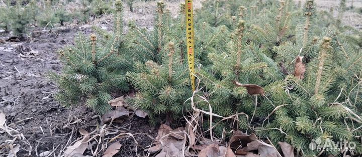 Саженцы ель голубая Misty Blue