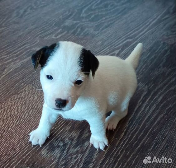 Щенки джек Рассел терьер гладкошерстный