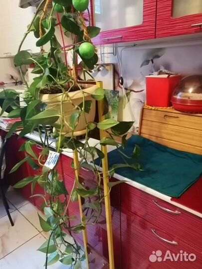 Цветок с подставкой длиною - 3 метра +