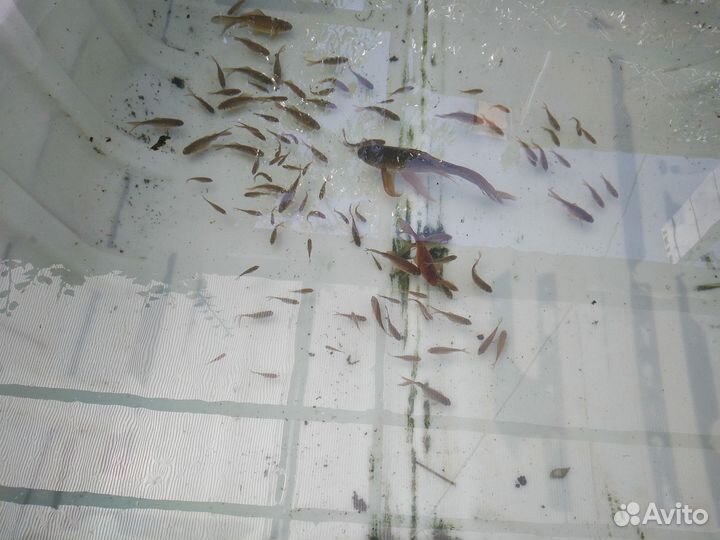 Комета-золотая рыбка