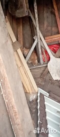 Рыжий котенок в добрые руки