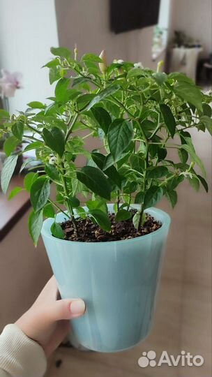 Перец жгучий