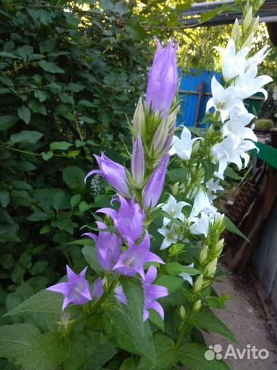 Многолетний колокольчик и другие многолетники