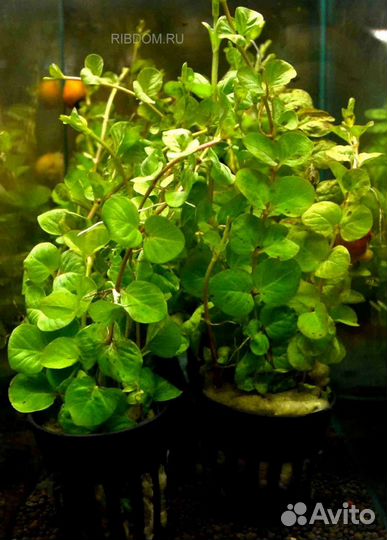 Вербейник или денежник золотой, растение аквариум