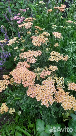 Гортензии,пионы,многолетние цветы,кустарники