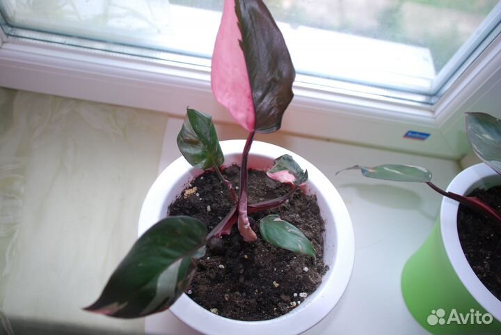 Филодендрон Розовая принцесса