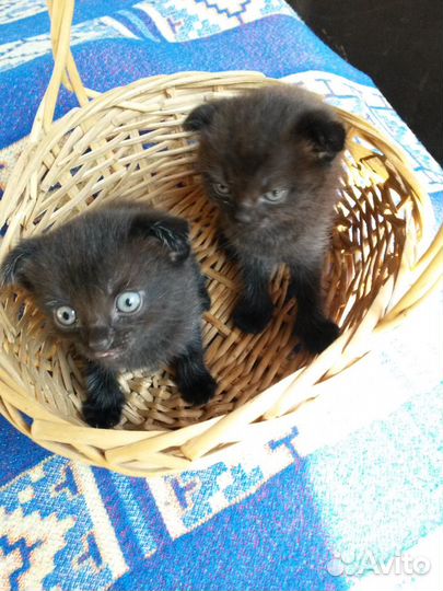 Отдам котят в добрые руки