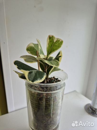 Фикус Триангулярис Вайт Мар