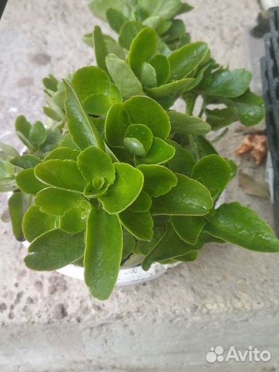 Каланхоэ (красный )