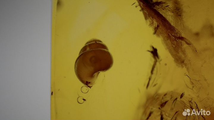 Янтарь с инклюзами