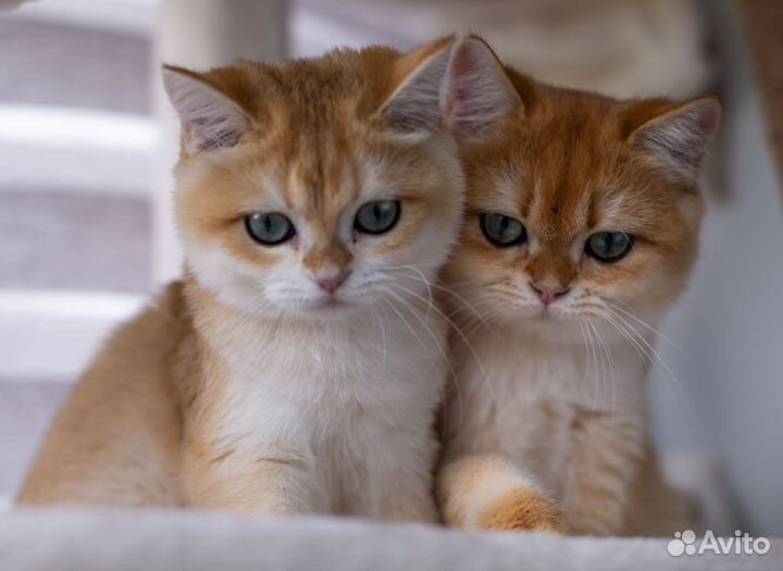 Британская золотая шиншилла ny12