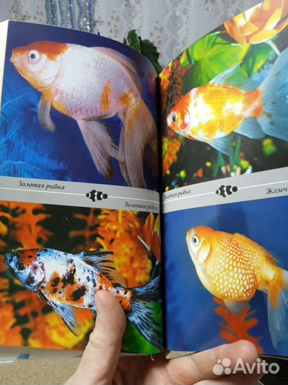 Энциклопедия о содержании и разведение рыбок