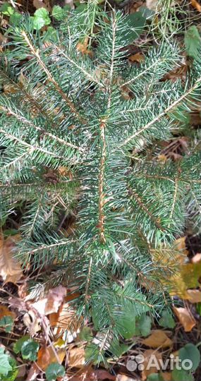 Саженцы ели