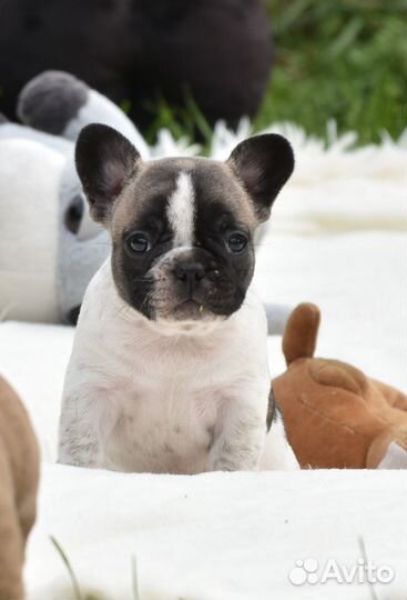 Французский бульдог три девочки