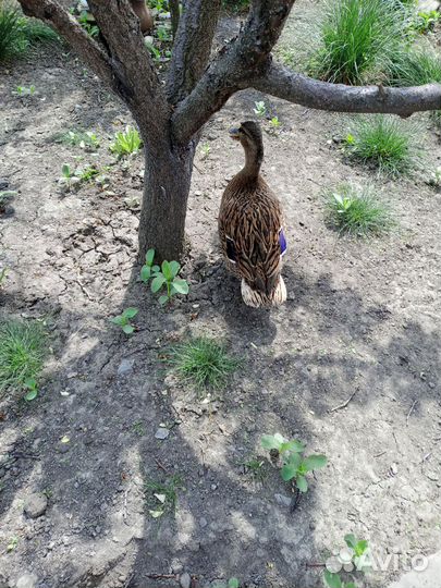 Лодка дюралевая