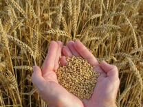 Зерно пшеница,ячмень,овёс