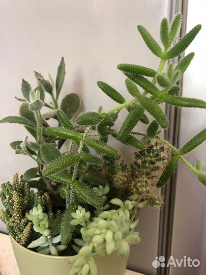 Суккуленты