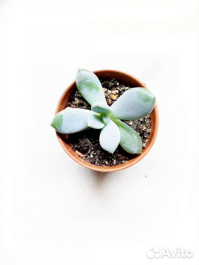 Суккуленты