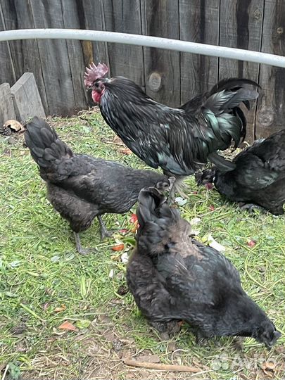 Цыплята, ухейилюй