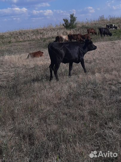 Коровы и телки