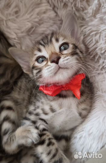 Бенгальские котята