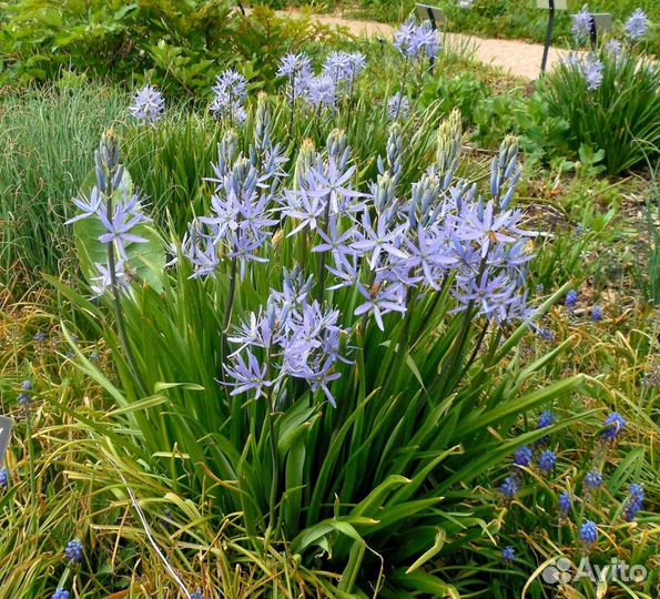 Camassia quamast