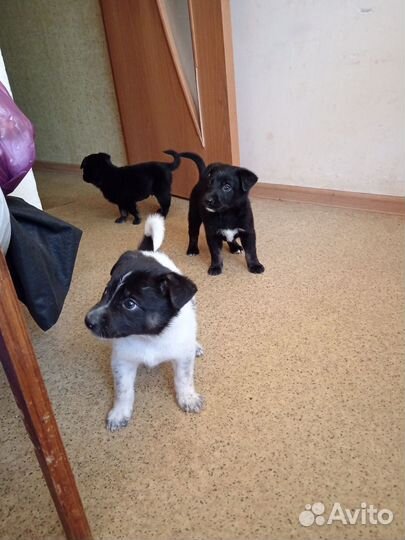 Щенки