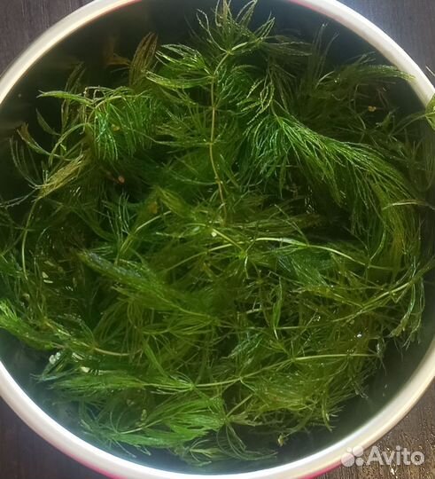 Аквариумные растения