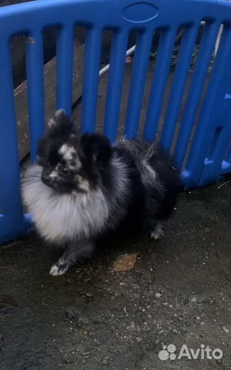 Померанский шпиц нарядный Артемон мерле