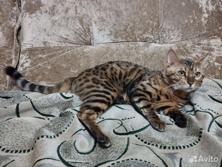 Бенгальский кот вязка