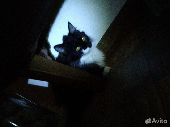 Кошечка в добрые руки