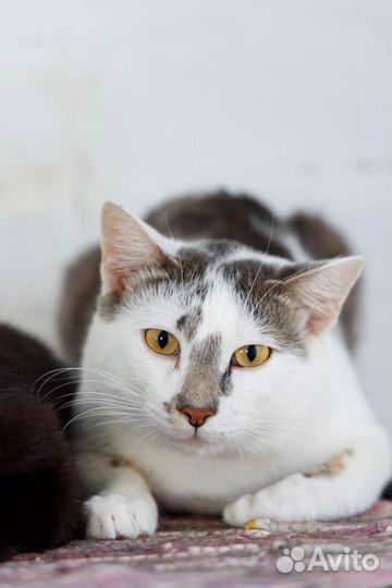 Отдаем бесплатно кота