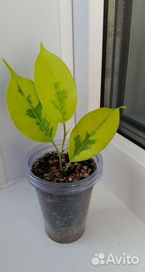 Фикус Еллоу Голд, Еллоу Голд вар