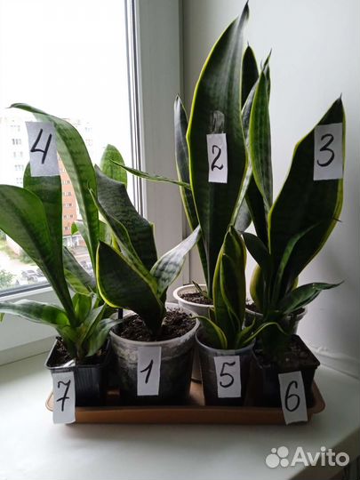 Комнатные растения