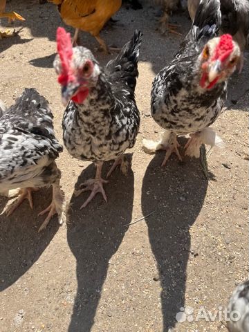 Цыплята декоративных кур