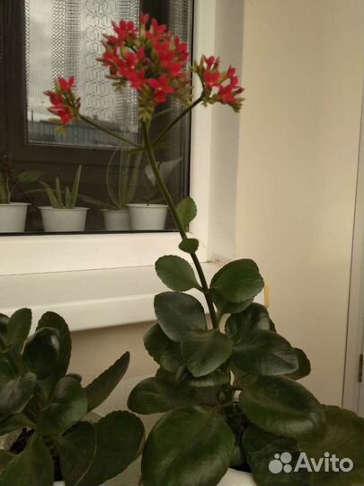 Алоэ, каланхоэ, золотой ус