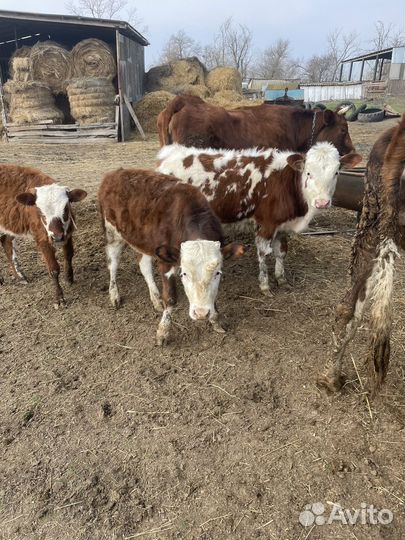 Продаются телята телки