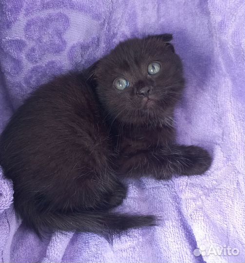 Котенок девочка в добрые руки