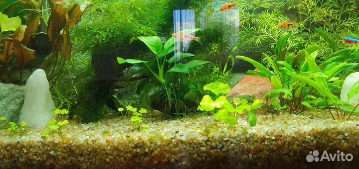 Аквариум