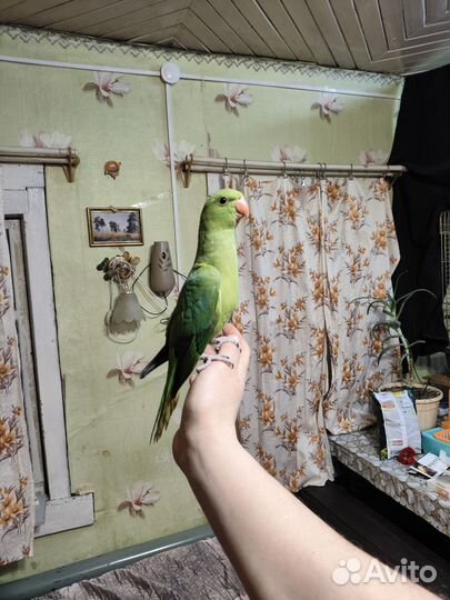 Ожереловый попугай птенец