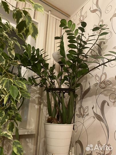 Замиокулькас, долларовое дерево