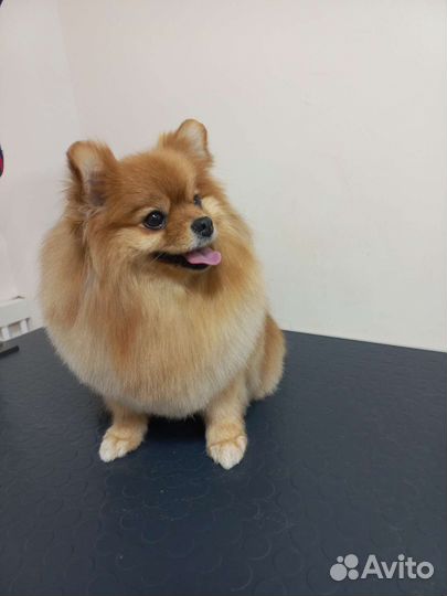 Груминг собак и кошек