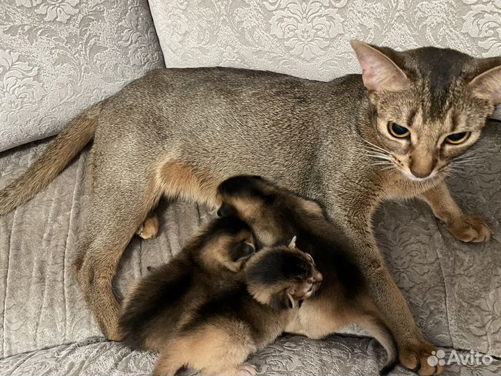 Абиссинские котята