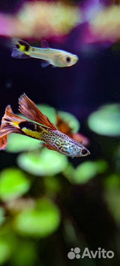 Аквариумные рыбки улитки