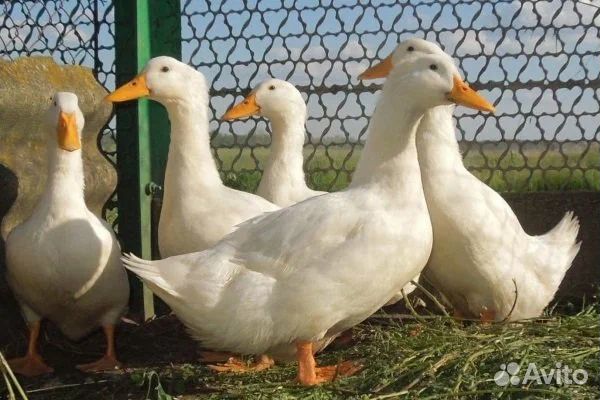 Утята стар 53