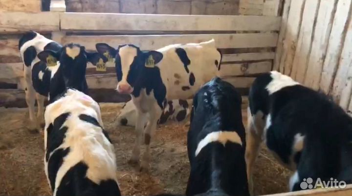 Бычки отпоенные