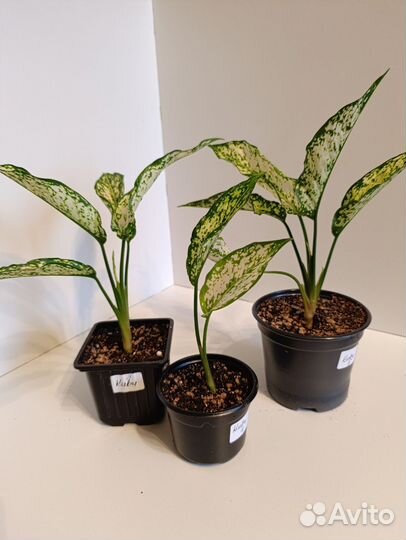 Аглаонема Киви