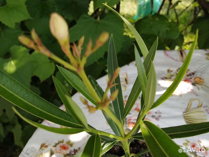 Олеандр желтый и белый